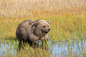 USA, Alaska, Lake Clark National Park. Grizzly bear cub in meadow pool eating grass.