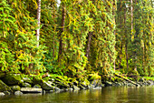 USA, Alaska, Tongass National Forest. Forest reflects in Anan Creek.