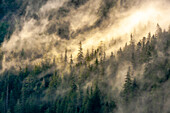 USA, Alaska, Tongass National Forest. Fog on mountain forest.