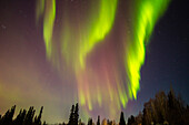 USA, Alaska, Fairbanks. Aurora borealis and tree silhouettes.