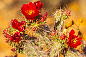 USA, Arizona, Saguaro National Park. Close-up of cholla cactus flowers.