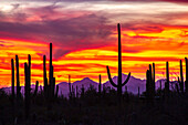 USA, Arizona, Saguaro-Nationalpark. Saguaro-Kakteen und Bergsilhouette bei Sonnenuntergang.