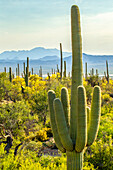 USA, Arizona, Saguaro National Park. Sonoran Desert landscape.