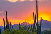 USA, Arizona, Saguaro National Park. Sonoran Desert and mountains at sunset.