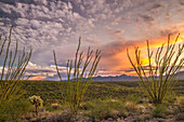 USA, Arizona, Santa Cruz County. Sunset on desert.