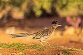 Großer Roadrunner in der Wüste, Pima County, Arizona.