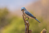 Mexikanischer Eichelhäher, Pima County, Arizona.