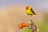 Western Tanager Männchen in der Nähe des Ocotillo-Kaktus, Pima County, Arizona.