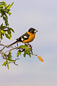 Black-headed Grosbeak male, Pima County, Arizona.