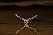 Long-eared Myotis skimming pond for a drink, Pima County, Arizona.