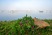 USA, California. Foggy morning on Morrow Bay.