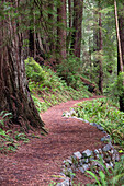 USA, Kalifornien. Pfad im Redwood National Forest