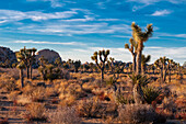 Desert landscape and vegetation in Joshua Tree National Park, California, USA