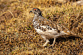 USA, Colorado, Mt. Evans. White-tailed ptarmigan bird changing plumage.