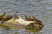 USA, Colorado, Fort Collins. Gemalte Schildkröten auf einem Baumstamm in einem Teich.