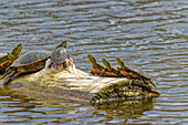 USA, Colorado, Fort Collins. Painted turtles on log in pond.