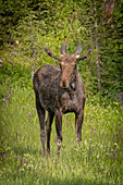 USA, Colorado, Cameron Pass. Bull moose close-up.