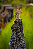 USA, Colorado, Cameron Pass. Goldmantel-Erdhörnchen beim Fressen auf einem verbrannten Baumstumpf.