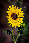 USA, Colorado, Fort Collins. Wild sunflower close-up.