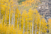 USA, Colorado, Uncompahgre National Forest. Espenbäume in Herbstfarben.