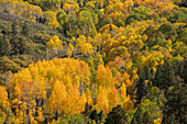USA, Colorado, Uncompahgre National Forest. Espen an einem Berghang im Herbst.