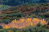 USA, Colorado, Uncompahgre National Forest. Sonnenuntergang auf Wald und gelben Espenhainen.