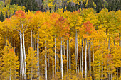 USA, Colorado, Uncompahgre National Forest. Espenbäume in Herbstfarben.