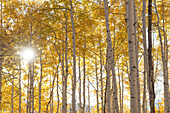 USA, Colorado, Gunnison National Forest. Sunburst on aspen grove.