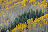 USA, Colorado, Gunnison National Forest. Aspen forest in West Elk Wilderness.