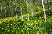 USA, Colorado. Wildflower meadow in White River National Forest.