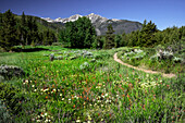 USA, Colorado. Trail through wildflower meadow and mountain peaks in White River National Forest.