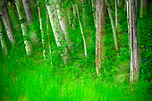 Forest of trees and grasses, Creative composite with soft focus.