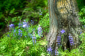 Soft composite of blue lupine growing around base of tree in Colorado.