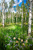 USA, Colorado. Wildflowers in a grove of Aspen trees.