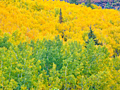 USA, Colorado, Aspen. Herbstliche Espen und Fichten