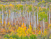 USA, Colorado, Kebler Pass. Herbstfärbung der Espen