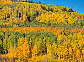 USA, Colorado, Kebler-Pass. Die leuchtende Farbe der Herbstapsen am Kebler Pass