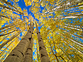 USA, Colorado, Kebler Pass. Aspen forest in fall color as seen from the forest floor,