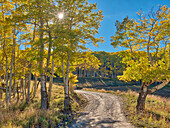 USA, Colorado, Quray. Last Dollar Road with sun peaking through Aspen tree