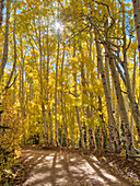 USA, Colorado, Quray. Last Dollar Road with sun peaking through Aspen tree