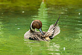 USA, Florida, Anastasia Island. Pintail drake duck preening in water.