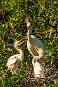 USA, Florida, Anastasia Island. Great egret feeding chicks on nest.