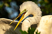 USA, Florida, Anastasia Island. Close-up of great egret in breeding plumage.