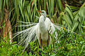 USA, Florida, Anastasia Island. Snowy egret in breeding plumage displaying.