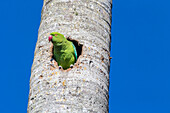A rose-ringed parakeet observes from its cavity nest in a royal palm tree.