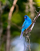 A perched male indigo bunting.