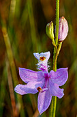 Eine grasrosa Orchidee in Südflorida.