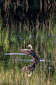 Eine Florida-Ente zeigt sich in einem Sumpfgebiet in Südflorida.
