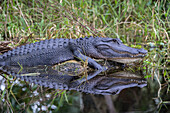 Ein sich sonnender amerikanischer Alligator in Südflorida.
