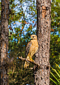 A perched red-shouldered hawk in south Florida.